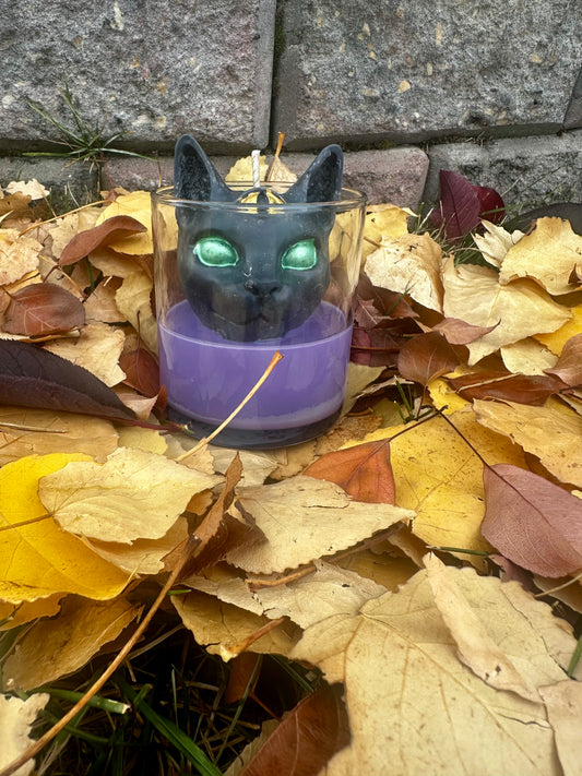 Black Cat Curse